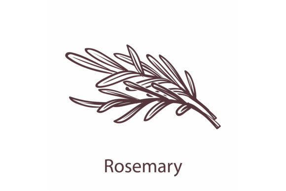 Download Rosemary Icon. Botanical Hand Drawn Bran - Botanical Collection